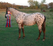 Friesian Appaloosa Inspection Champion Delicious Design