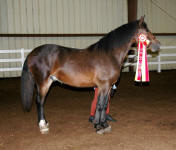 Friesian Sport Horse Inspection Reserve Champion Stellar