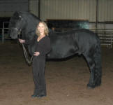 Friesian Stallion Zero Gravity