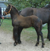 Alexzander-Purebred Friesian Colt