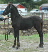 Lyra-High Merit-Filly-Purebred Friesian