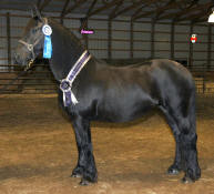 Malika Tjitske-High Merit Purebred Mare