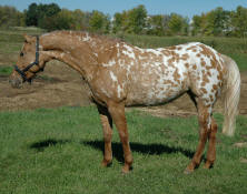 Friesian Appaloosa-Mare-Grulla Near Leopard