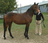 Friesian Oldenburg-Filly-Bay