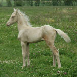 Friesian Saddlebred Pony-Colt-Homozygous Champagne and Red A/a