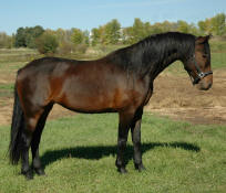 Friesian Saddlbred-High Merit Mare-Bay