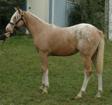 Appaloosa-Filly-Palomino