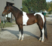 Friesian Paint-Mare-Black Tobiano