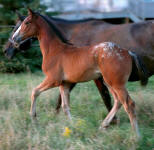 Knabstrupper Appaloosa-Colt-Brown