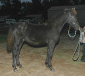 Friesian Belgian TB-Colt-Black