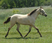 Friesian Appaloosa-Filly-Buckskin (Cream & Dun)