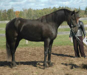 Friesian Percheron TB-Gelding-Black