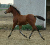 Friesian Appaloosa-Filly-Bright Bay