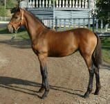 Friesian Clyde TB-Filly-Bay