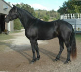 Friesian Appaloosa Gelding-Black 16.1h