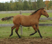 Friesian Appaloosa-Filly-Bay Dun