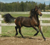 Friesian Arab Pinto-Filly-Bay