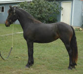 Friesian Morgan-Filly-Bay