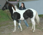 Friesian Paint-Filly-Black Tobiano