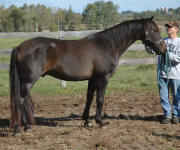 Friesian Paint-Gelding-Bay