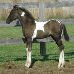 Friesian Paint-Filly-Black Tobiano