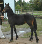 Friesian Saddlbred Percheron-Colt-Bay