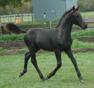 Friesian Saddlbred-Colt-Black