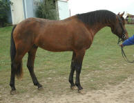 Friesian Appaloosa-Gelding-Bay