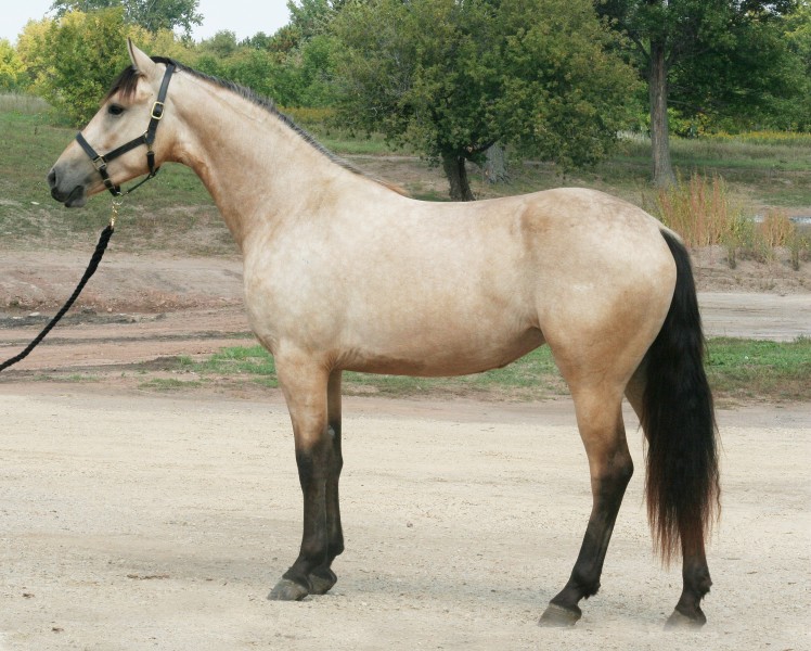 Buckskin