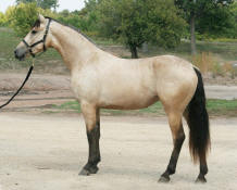 1A Buckskin Martini-Photo credit-Jolene Cable 651-462-3709  